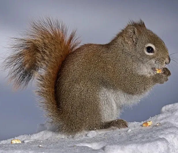 Squirrel Bracelet